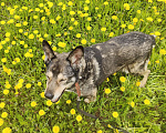 Собаки в Москве: Спокойная Габи ищет дом Девочка, Бесплатно - фото 5