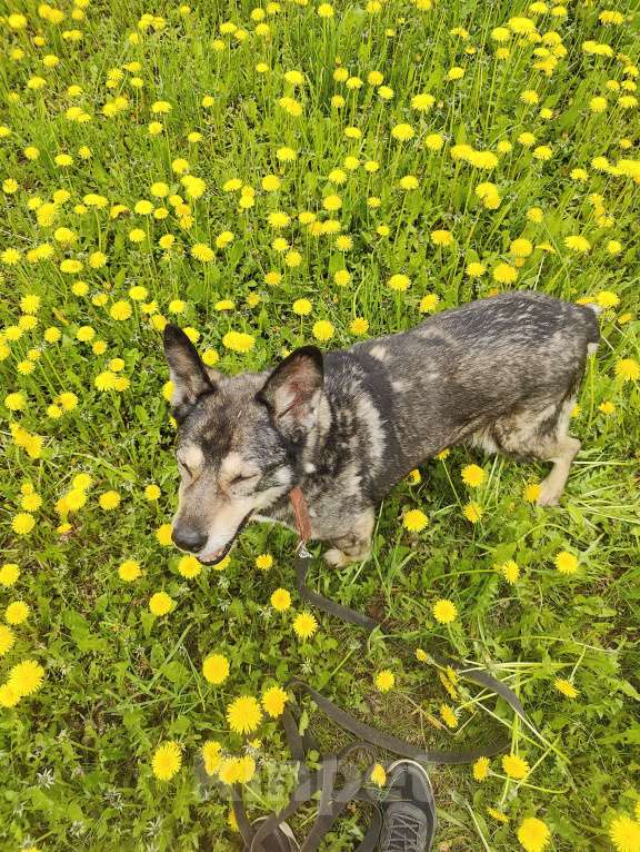 Собаки в Москве: Спокойная Габи ищет дом Девочка, Бесплатно - фото 5