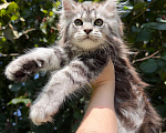 Кошки в Санкт-Петербурге: Кошечка черный мрамор на серебре Девочка, 45 000 руб. - фото 4