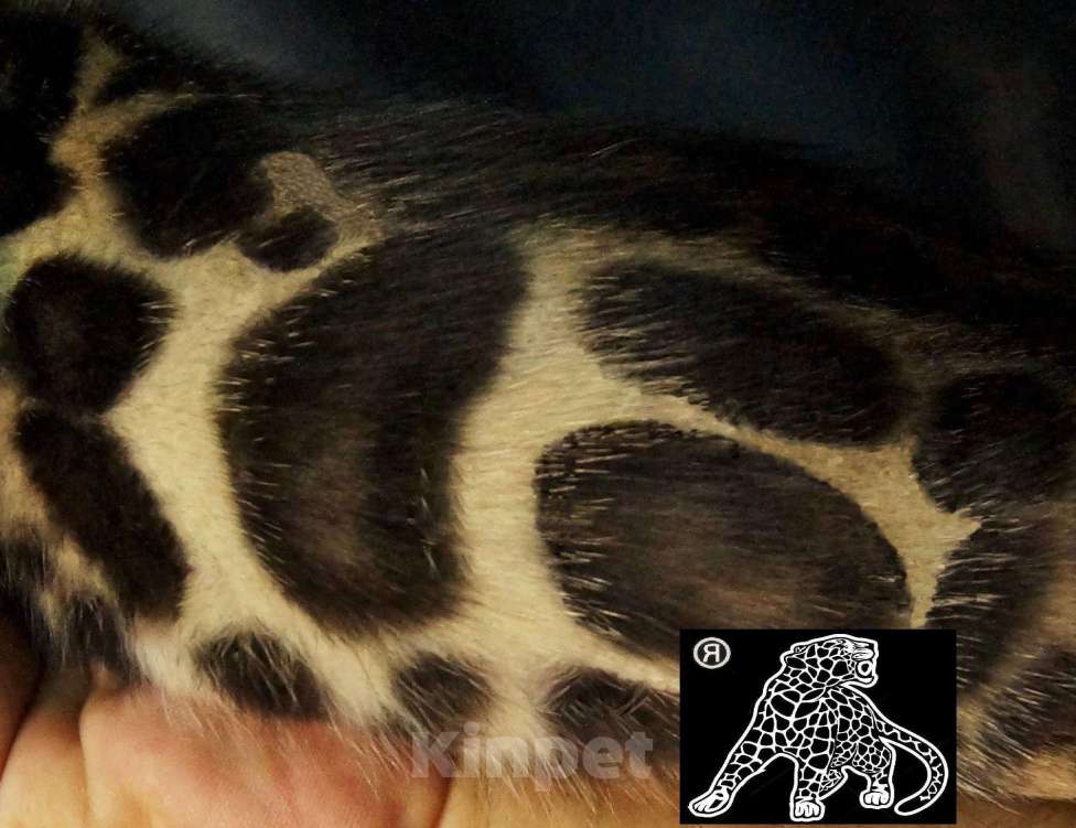 Кошки в Хабаровске: Бенгальский котенок. Профессиональный Питомник. Мальчик, Бесплатно - фото 6