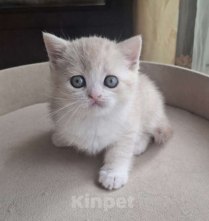 Кошки в Ярославле: Шотландский короткошерстный мальчик Мальчик, 25 000 руб. - фото 9