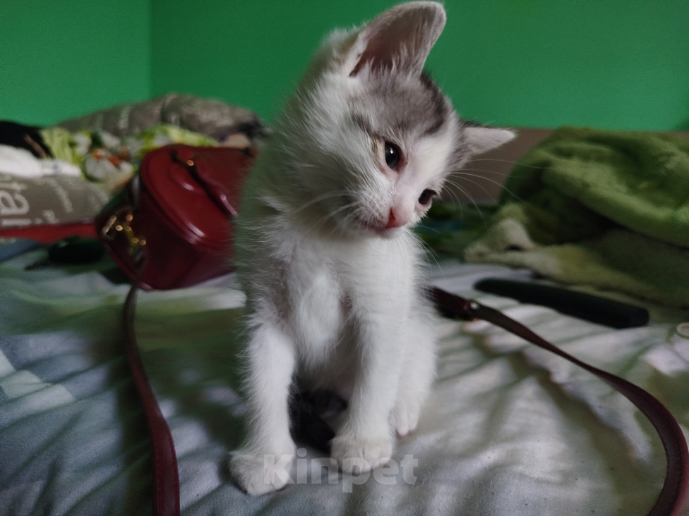 Кошки в Симферополе: Котята в добрые руки Разнополые, Бесплатно - фото 10