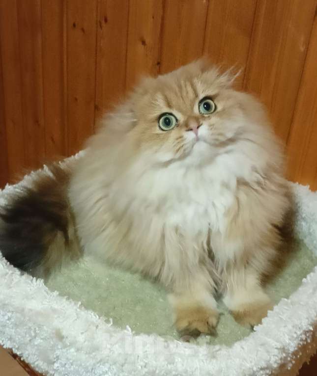 Кошки в Москве: Золотой мраморный хайленд котик Мальчик, 15 000 руб. - фото 4