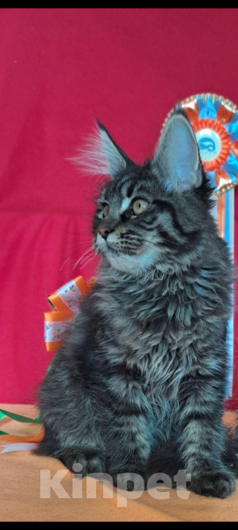 Кошки в Ржеве: Мейкун ♥️котенок Девочка, 80 000 руб. - фото 3