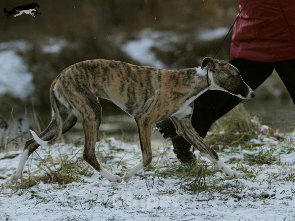Собаки в Москве: Тигровый уиппет  Мальчик, 130 000 руб. - фото 9