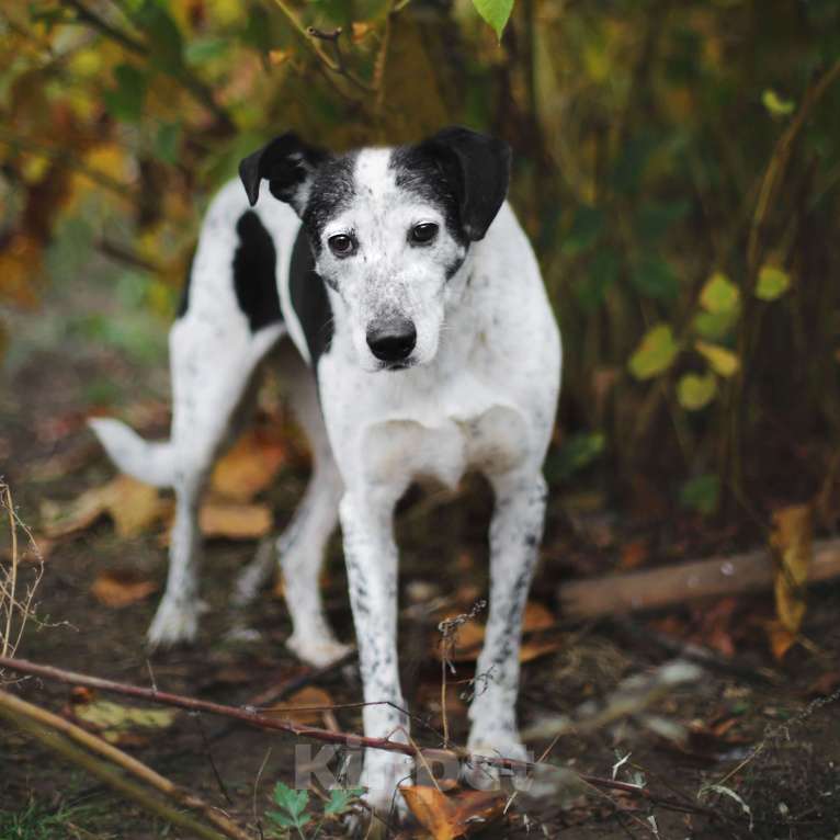 Собаки в Москве: Мия Девочка, Бесплатно - фото 3