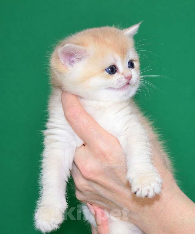 Кошки в Владимире: Британская золотая шиншилла Девочка, 20 000 руб. - фото 3