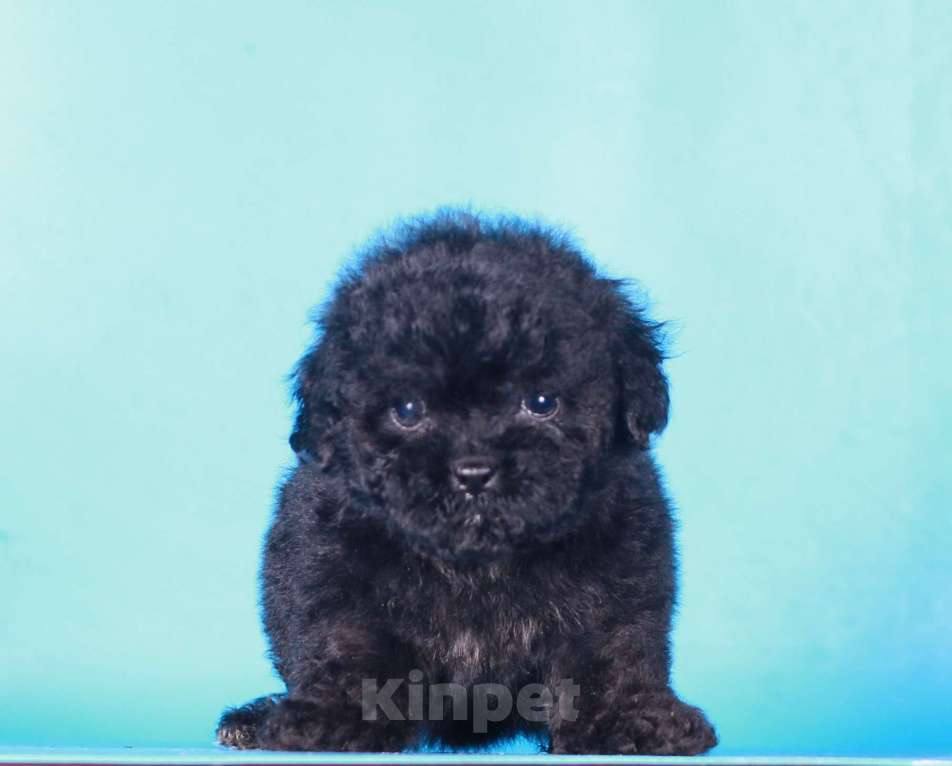 Собаки в Москве: мальтипу Ф1 щенок мини девочка Девочка, 90 000 руб. - фото 6