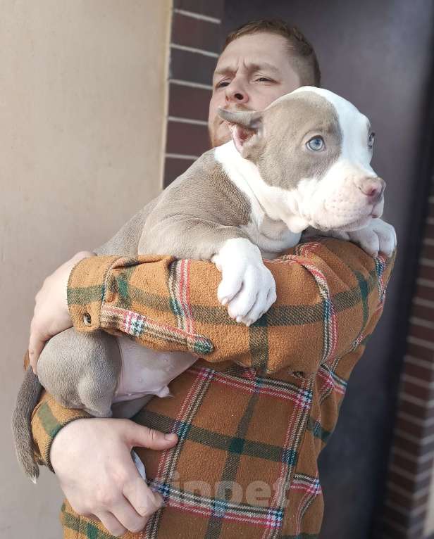 Собаки в других городах Московской области: Американский булли Разнополые, 70 000 руб. - фото 3