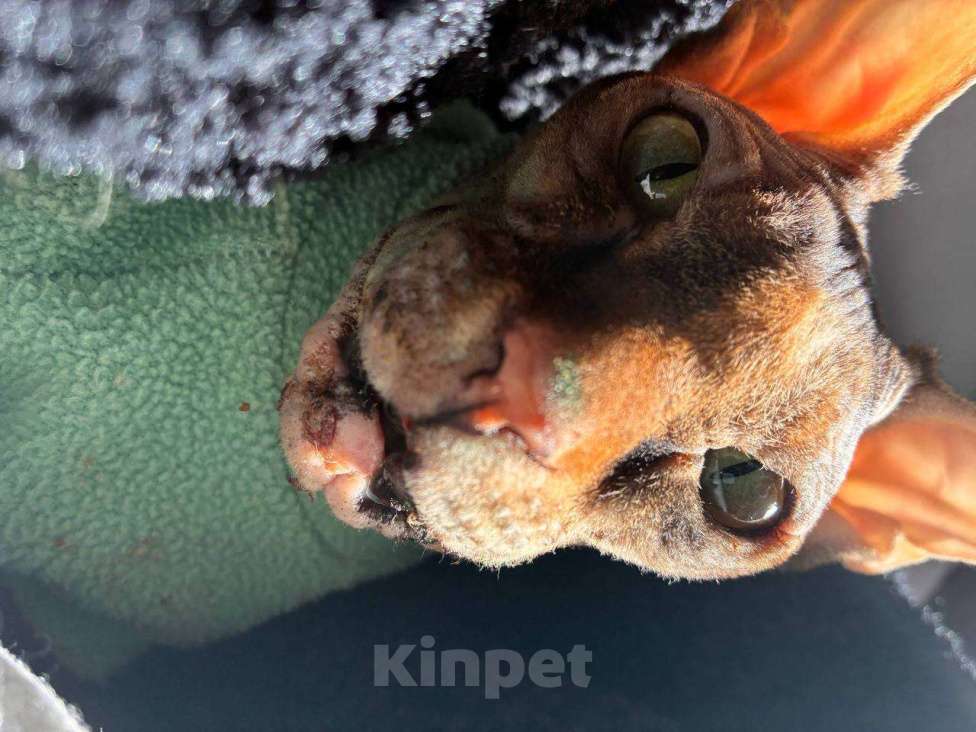 Кошки в Екатеринбурге: Найден,кто потерял котика? Мальчик, Бесплатно - фото 1