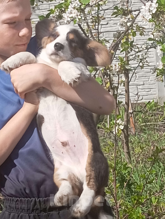 Собаки в Белгороде: Вельш-корги кардиган щенки Мальчик, 40 000 руб. - фото 2