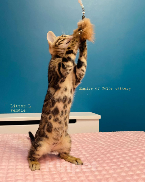 Кошки в Краснодаре: Лаура. Бенгальская кошечка Девочка, 65 000 руб. - фото 2