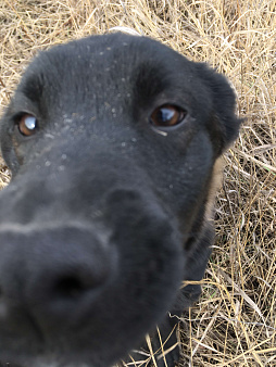 Домашние щенки