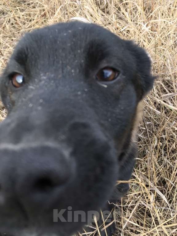 Собаки в Новочеркасске: Домашние щенки Мальчик, Бесплатно - фото 1
