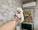 Собаки в Москве: Мини померанский шпиц из племенного питомника Мальчик, Бесплатно - фото 2
