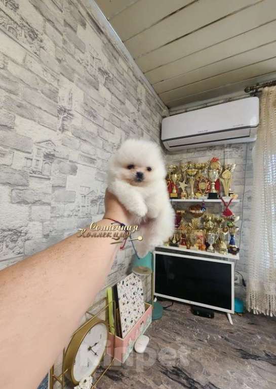 Собаки в Москве: Мини померанский шпиц из племенного питомника Мальчик, Бесплатно - фото 2