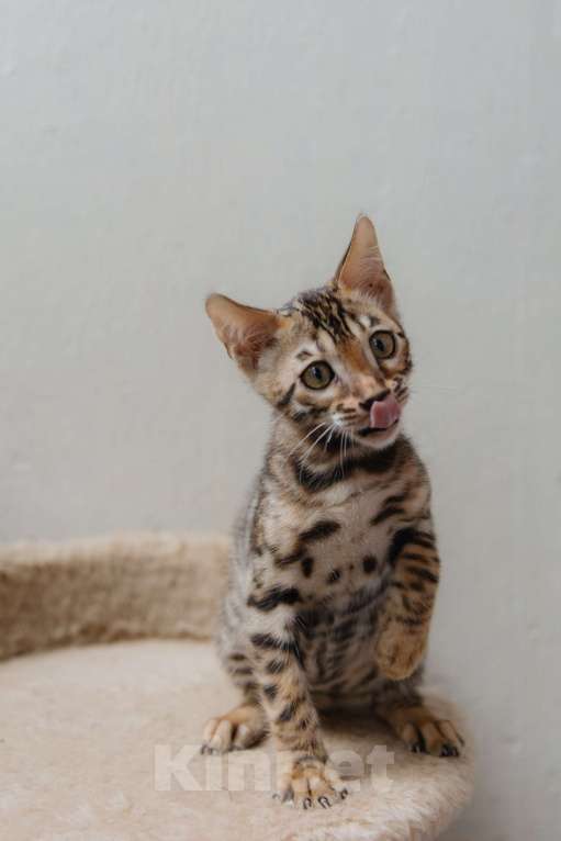 Кошки в Санкт-Петербурге: Мальчик (розетка на золоте) Мальчик, 40 000 руб. - фото 3