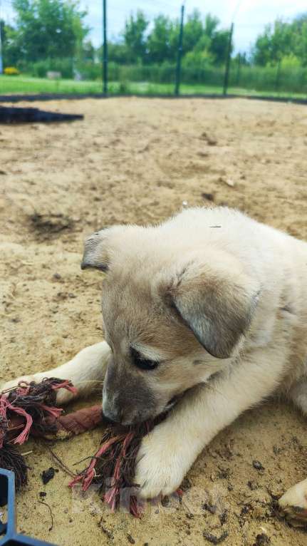 Собаки в других городах Московской области: Мишель Девочка, Бесплатно - фото 7
