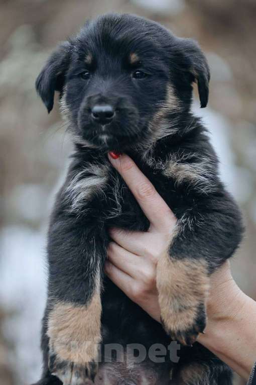 Собаки в Москве: Енисей  Мальчик, Бесплатно - фото 7