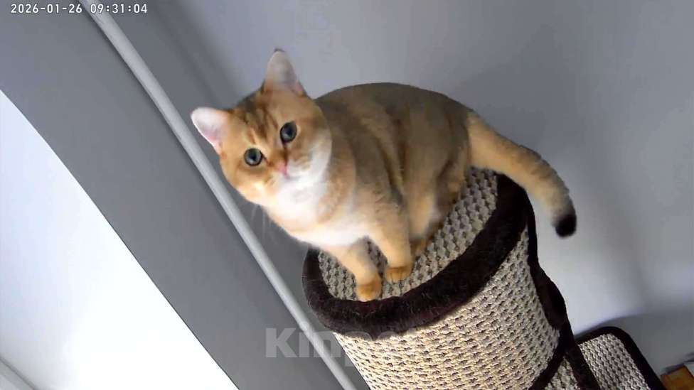 Кошки в Подольске: Кот для Вязки Мальчик, 6 000 руб. - фото 2