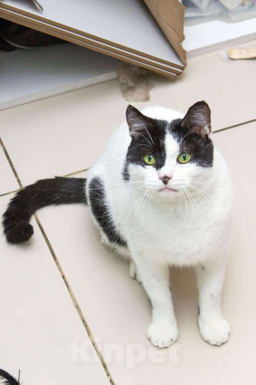 Кошки в Москве: Это Снежок. Кот, который только учится общаться с человеком. Мальчик, Бесплатно - фото 5