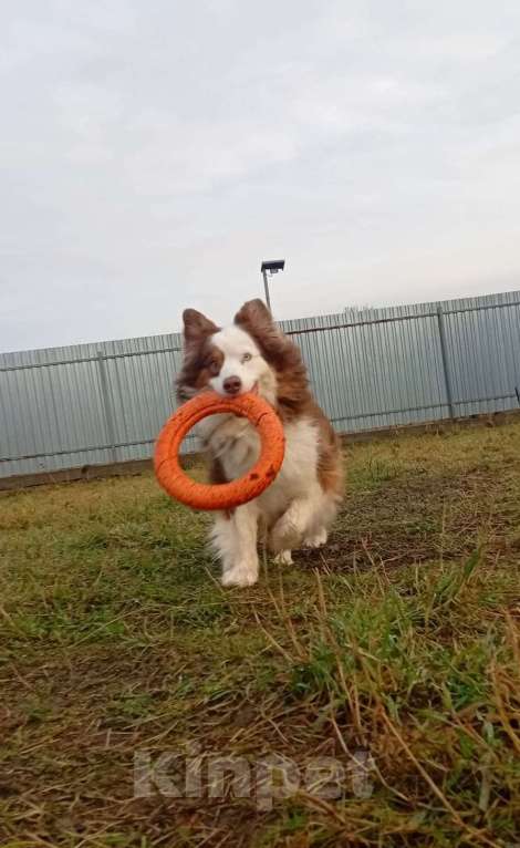 Собаки в Санкт-Петербурге: Австралийская овчарка аусси в дар Мальчик, Бесплатно - фото 2