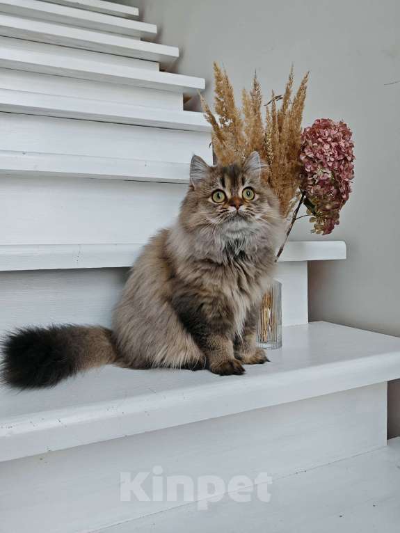 Кошки в Москве: Длинношертсная шотландская кошечка Девочка, 50 000 руб. - фото 6