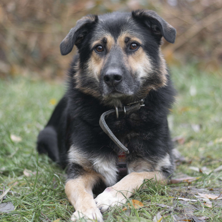 Собаки в Москве: Барни Мальчик, Бесплатно - фото 4