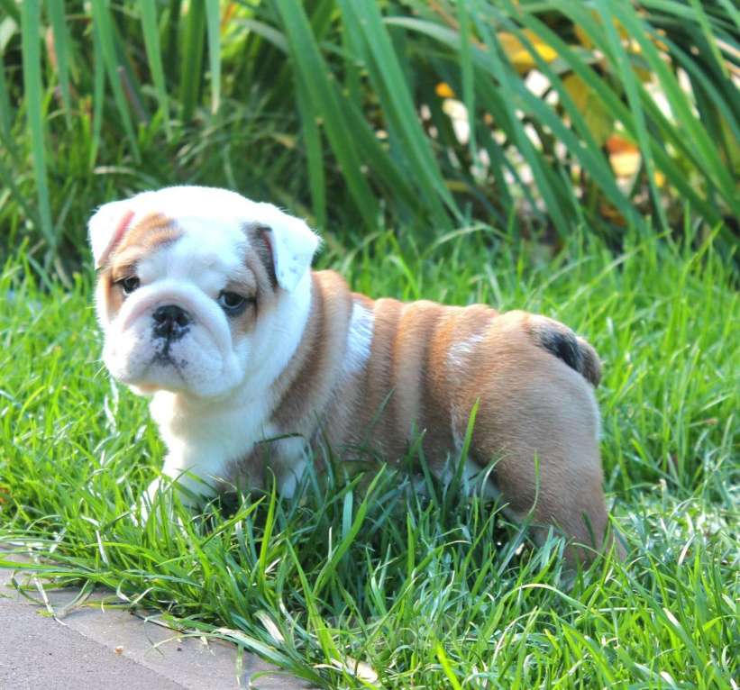 Собаки в Воронеже: Щенок английского бульдога Девочка, Бесплатно - фото 4