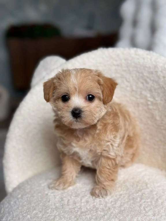 Собаки в Чехове: Мальтипу Ф1 Девочка, Бесплатно - фото 1