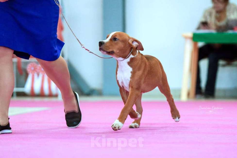 Собаки в Москве: АСТ Мальчик, 100 000 руб. - фото 3