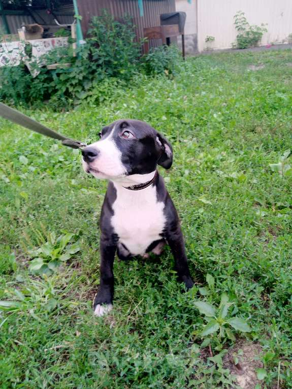 Собаки в Курске: Девочка американский питбультерьер Девочка, 5 000 руб. - фото 2