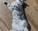 Кошки в Санкт-Петербурге: Ласковая шотландская малышка Девочка, Бесплатно - фото 2