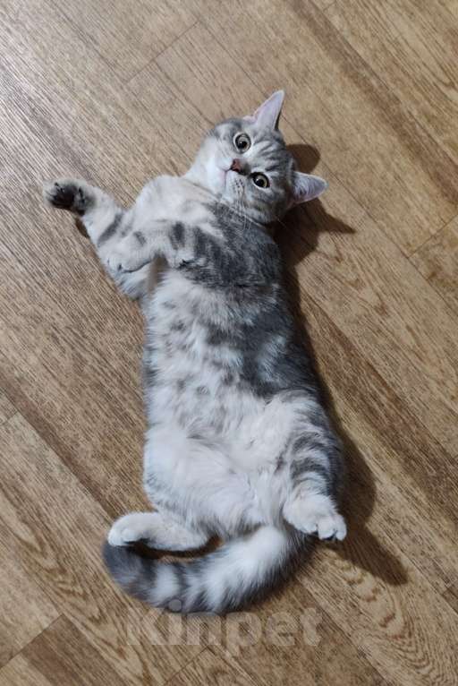 Кошки в Санкт-Петербурге: Ласковая шотландская малышка Девочка, Бесплатно - фото 2