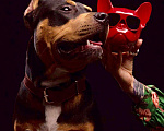 Собаки в Краснодаре: Питбуль на Вязку, 5 000 руб. - фото 1