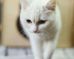 Кошки в Усинске: Кошка белая, Бесплатно - фото 5