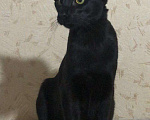 Кошки в Ливны: Чёрный котик, 18 000 руб. - фото 2