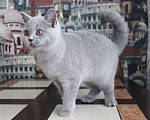 Кошки в Ульяновске: Британская кошечка Девочка, 25 000 руб. - фото 5