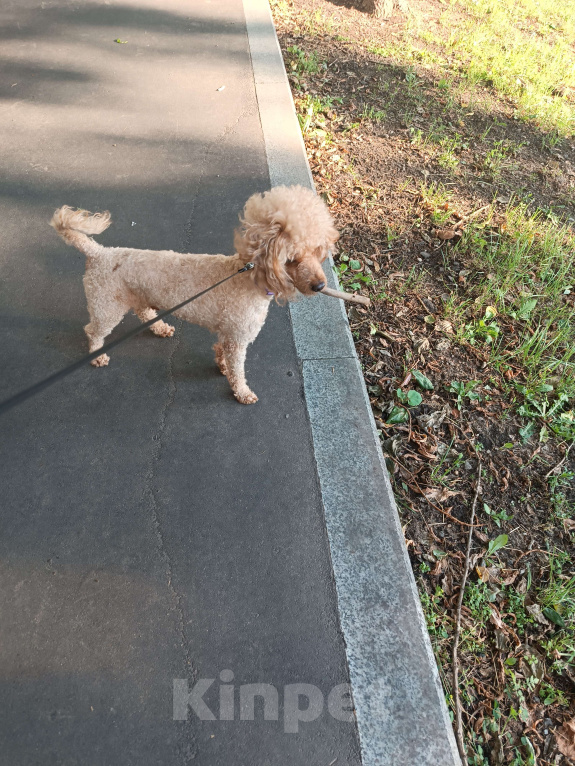 Собаки в Москве: Ищем сучку на случку  Мальчик, 5 000 руб. - фото 2