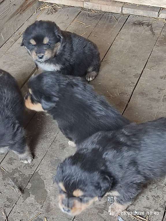Собаки в Артемовском: Щенки банхара Разнополые, 10 000 руб. - фото 2