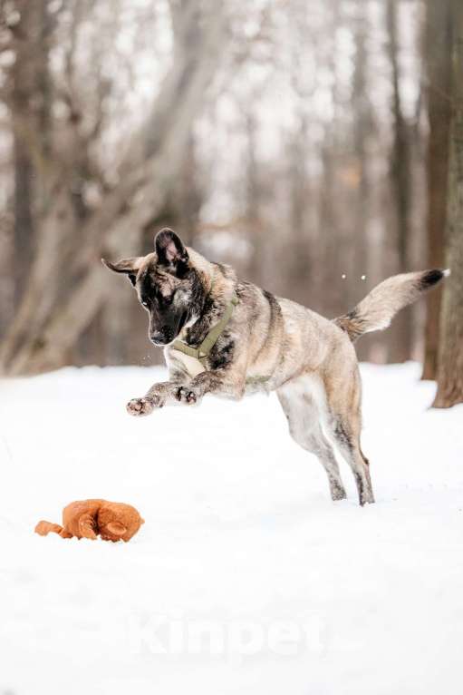Собаки в Москве: Тигровая девочка в поисках дома Девочка, Бесплатно - фото 3