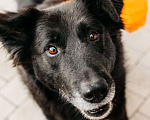 Собаки в Москве: Знакомьтесь, ее зовут Шанти! Девочка, Бесплатно - фото 1