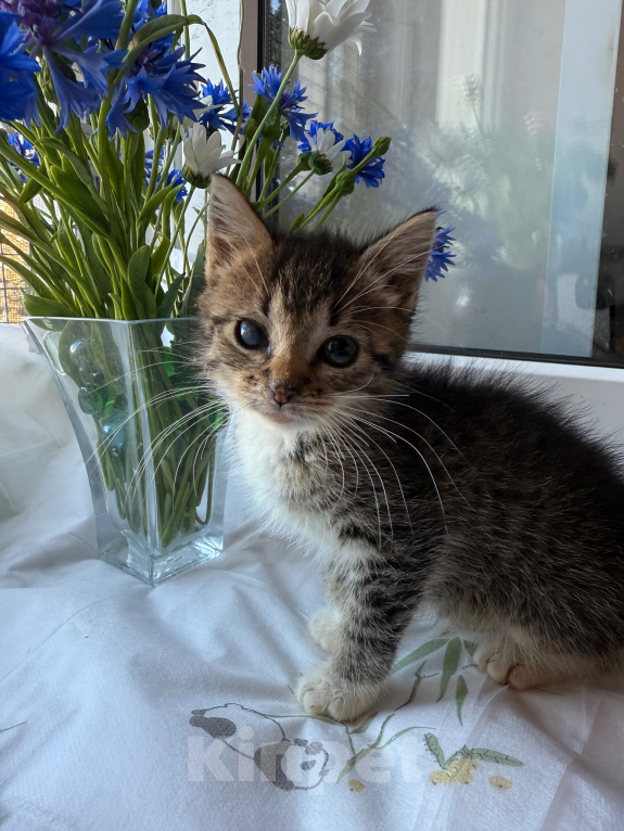 Кошки в Санкт-Петербурге: Котенок Ромашка Разнополые, Бесплатно - фото 1