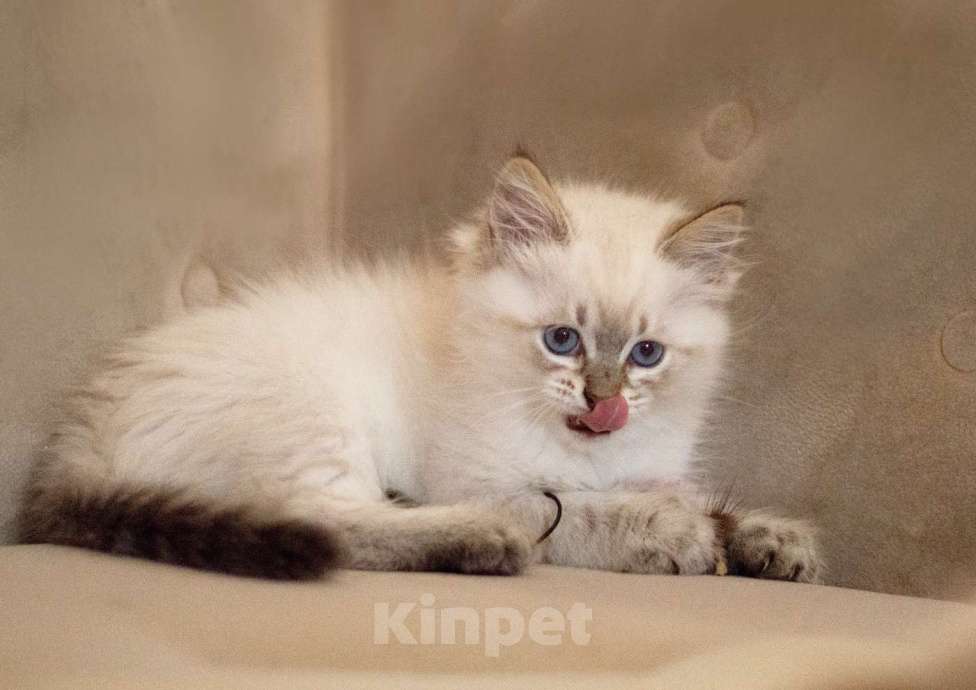 Кошки в Санкт-Петербурге: невский маскарадный котенок Мальчик, 60 000 руб. - фото 9