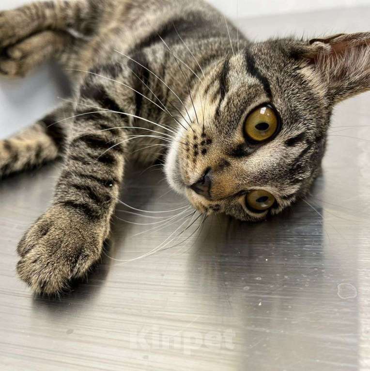 Кошки в Москве: История одного полосатого котика, которому очень нужен дом Мальчик, Бесплатно - фото 4