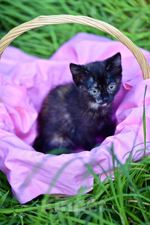 Кошки в Красногорске: Необыкновенная кошечка Мия 2 месяца ждет родителей  Девочка, Бесплатно - фото 3