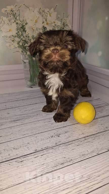 Собаки в Москве: Шоколадный малыш йорка Мальчик, 35 000 руб. - фото 1