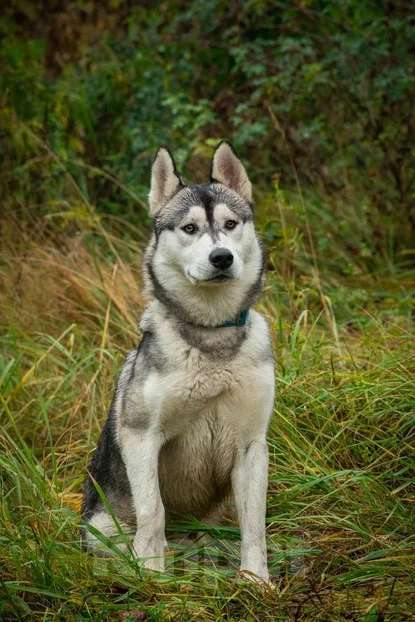 Собаки в Москве: Грому очень нужен дом  Мальчик, Бесплатно - фото 4