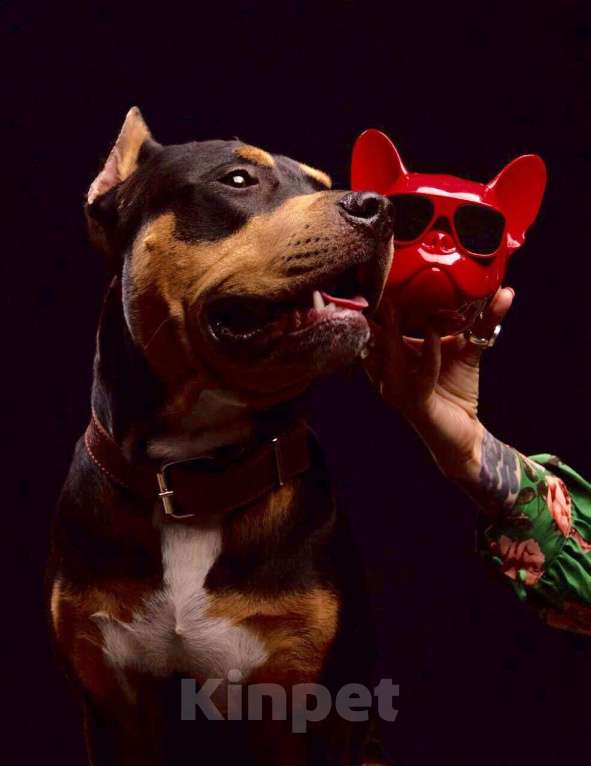 Собаки в Краснодаре: Питбуль на Вязку, 5 000 руб. - фото 1