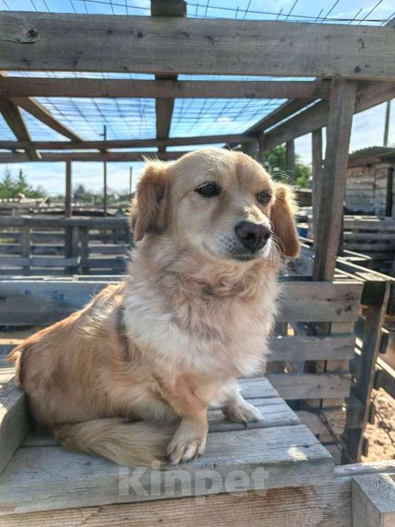 Собаки в Москве: Коротколапик ищет дом Мальчик, Бесплатно - фото 4